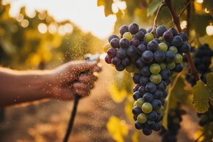 Mjere u zaštiti vinove loze