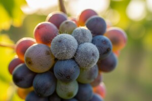 Mjere u zaštiti vinove loze