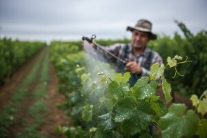 Mjere u zaštiti vinove loze