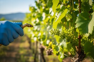 Mjere u zaštiti vinove loze