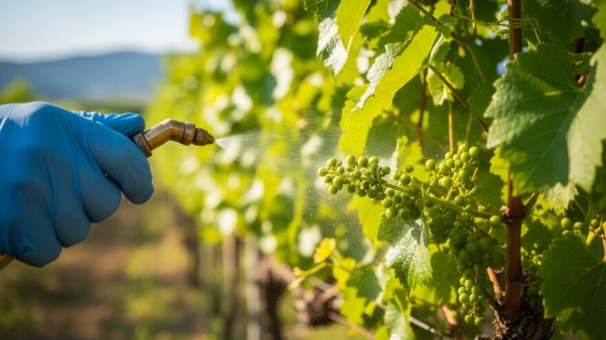 Mjere u zaštiti vinove loze