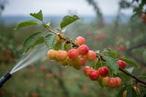 Mjere u zaštiti višnje