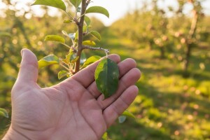 Mjere u zaštiti voćaka