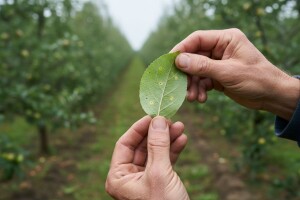 Mjere u zaštiti voćaka