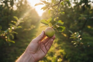 Mjere u zaštiti voćaka
