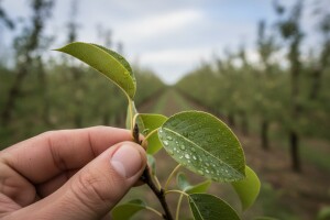 Mjere u zaštiti voćaka