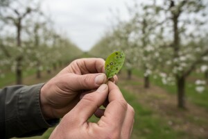 Mjere zaštite jabuke i kruške