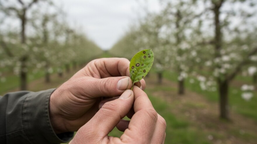 Mjere zaštite jabuke i kruške