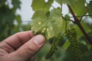 Mjere zaštite vinograda prije cvatnje!