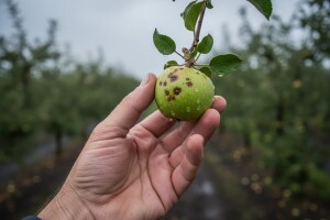 Mjere zaštite voćnjaka nakon tuče