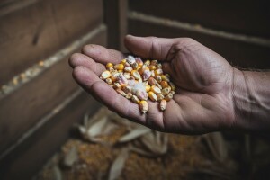 Mjere zaustavljanja razvoja mikotoksina!