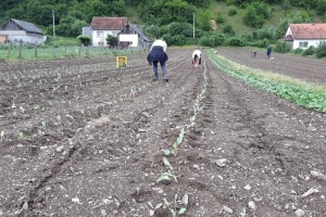 Mještani naselja Dražev Dolac ne odustaju od uzgoja kupusa