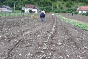 Mještani naselja Dražev Dolac ne odustaju od uzgoja kupusa