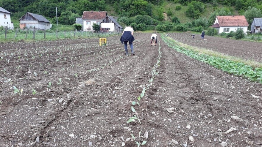 Mještani naselja Dražev Dolac ne odustaju od uzgoja kupusa