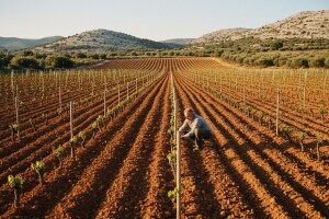 Mještani Šolte: svi ulazimo u zadrugu i uzgajamo organsku hranu