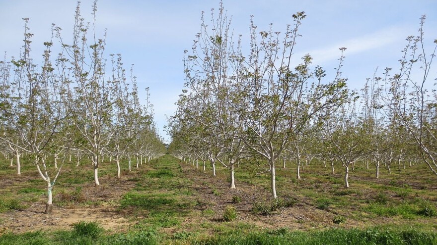Prednosti i mane dvogodišnjih KNIP sadnica