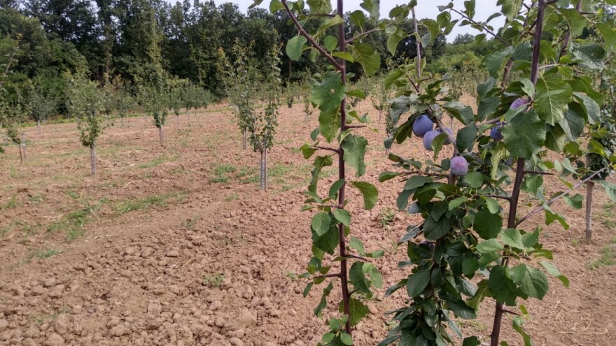 Sorte šljive na vegetativnoj podlozi daju veće prinose?