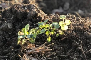 Niču zasadi divljeg origana kod Požege, u planu i aromatična ulja