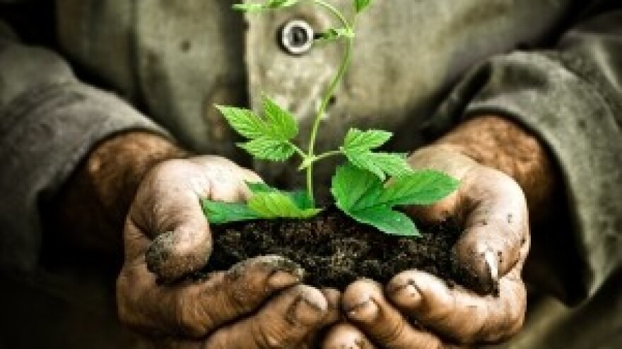 Koje gnojivo odabrati za uspješnu sadnju?