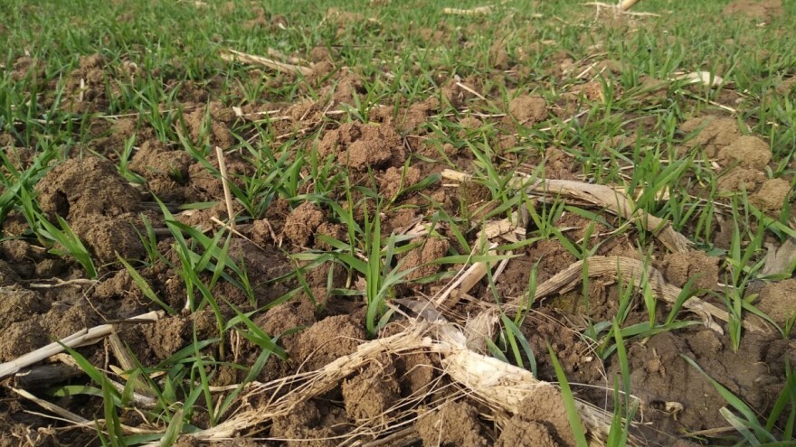 U narednom periodu kiša - na žitaricama uočene bolesti