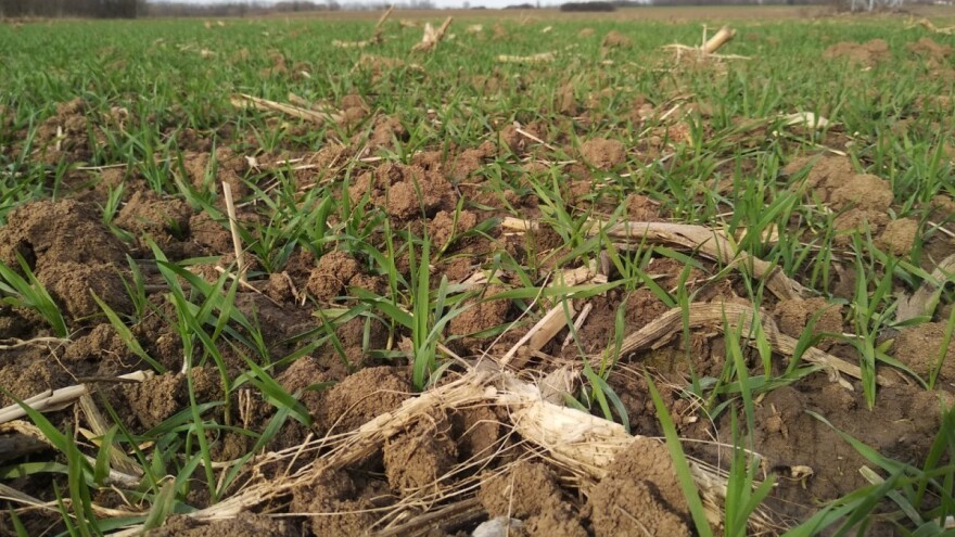 Od vikenda oblačno - sušenje listova pšenice i ječma zbog niskih temperatura