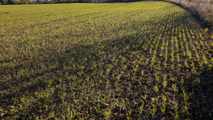 Kako pravilnom gnojidbom povećati potencijal ozime pšenice