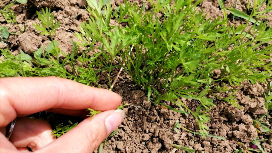 Prorjeđivanje mrkve obavezno kod proizvodnje u gustom sklopu