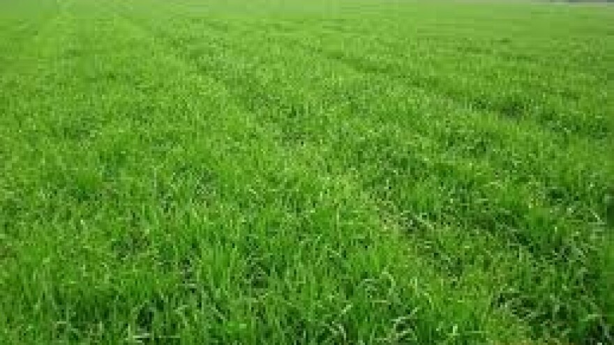 Zaštita ozimih žitarica od korova