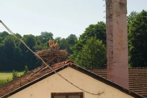 Vratile se rode u Novi Grad: Stigle i prinove