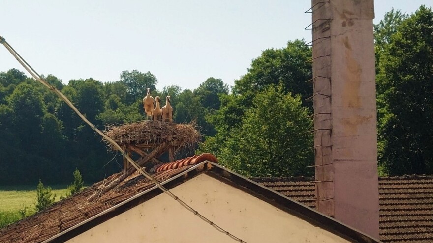 Vratile se rode u Novi Grad: Stigle i prinove