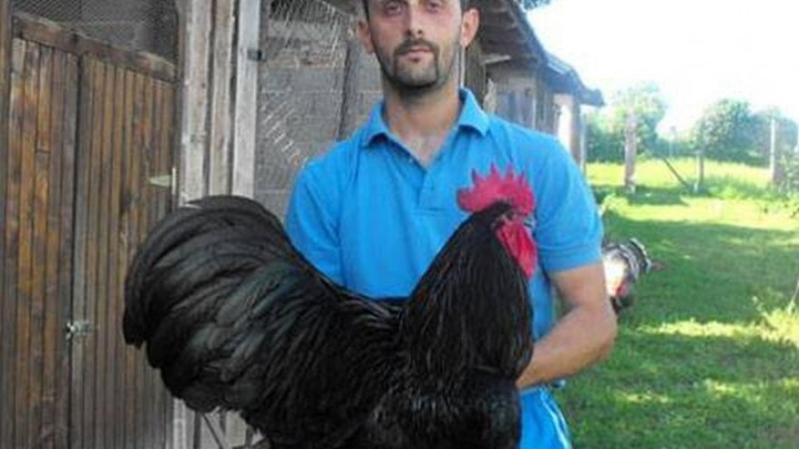 U skladu žive vijetnamske svinje, koke i stafordi