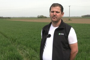 Bujna pšenica na polju Mladena Kaselja - otkrio nam je recept