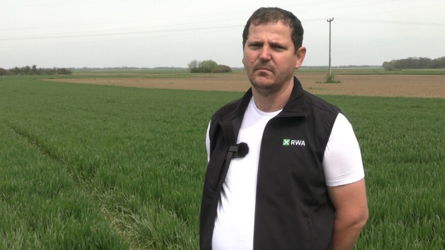 Bujna pšenica na polju Mladena Kaselja - otkrio nam je recept