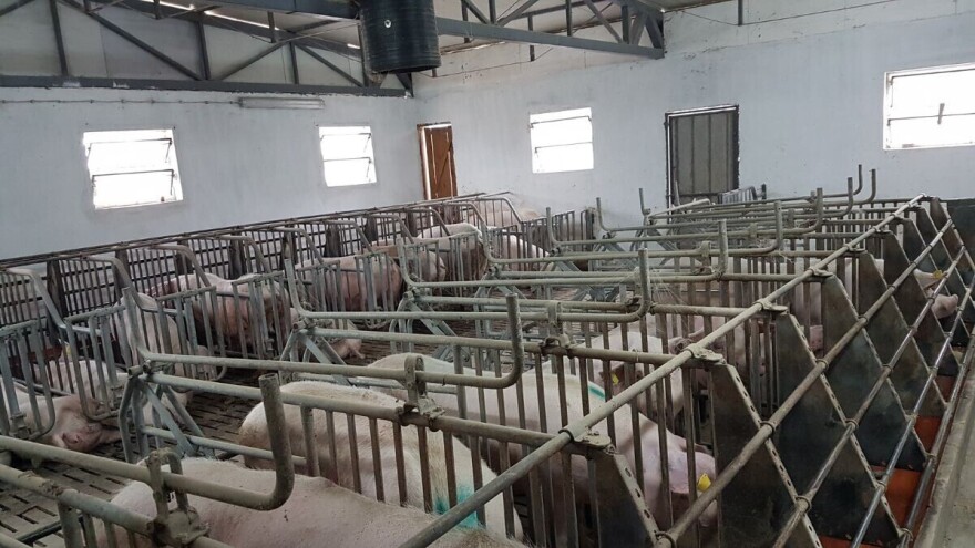 Mladen Sladaković: Variranja otkupne cene ugrožavaju svinjarstvo