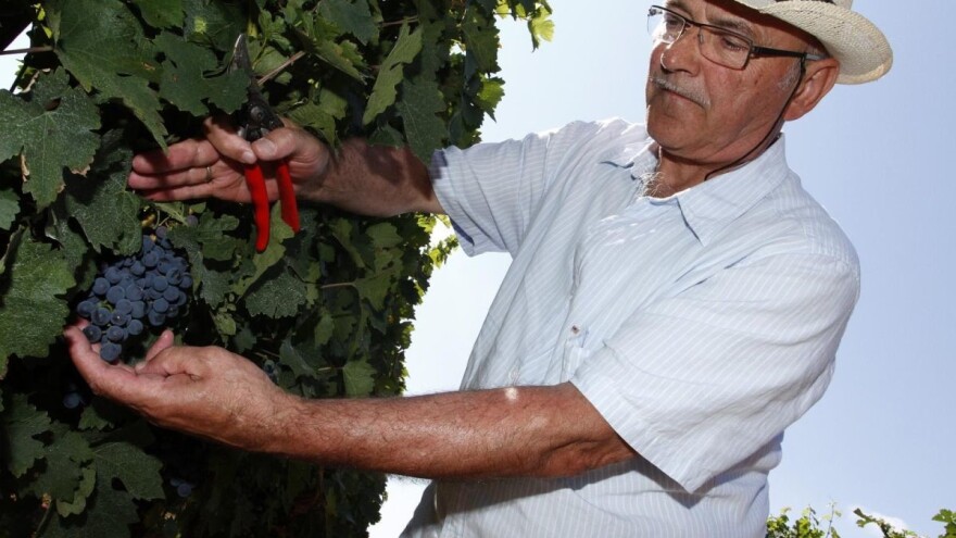 Mladen Süber - stomatogol, vinar, uzgajivač golubova i dudovog svilca!