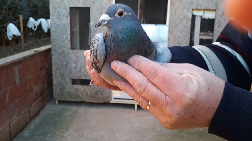 Golubove uzgaja od dječačkih dana, a listonoše Mladena Vukovića bilježe i značajne rezultate