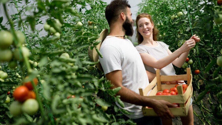 Objavljen novi natječaj za mlade poljoprivrednike, do 132 milijuna kuna potpora po novim pravilima!