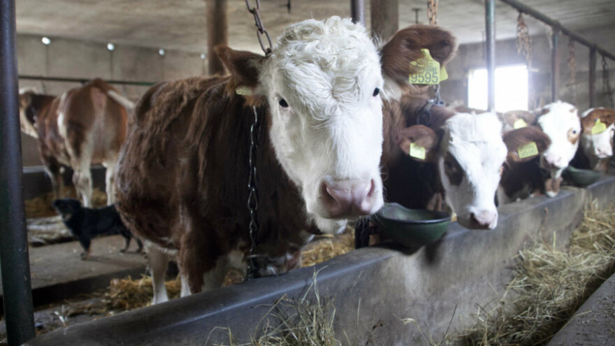 Zaštita životinja od zime