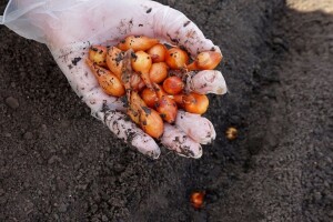 Iskoristite ove dane za dobru pripremu zemljišta za sjetvu