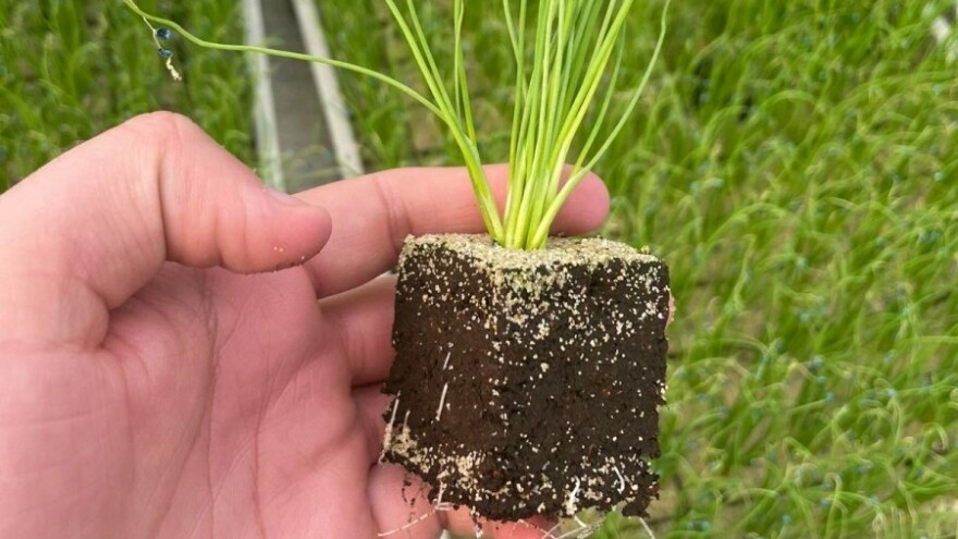 Idealna kombinacija: Hranjiva kocka i mladi luk