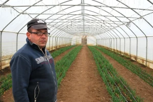 Pristigli luk, spanać i salata iz Stojanovića plastenika