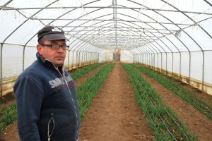 Pristigli luk, spanać i salata iz Stojanovića plastenika