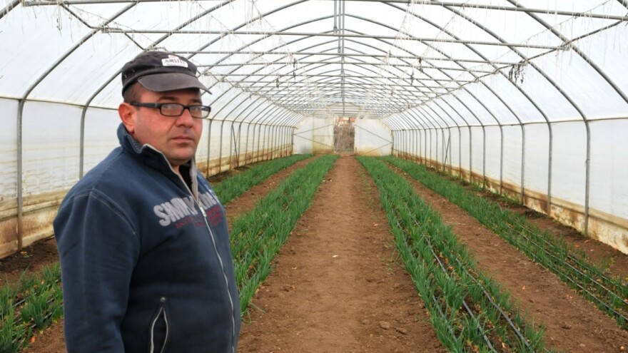 Pristigli luk, spanać i salata iz Stojanovića plastenika