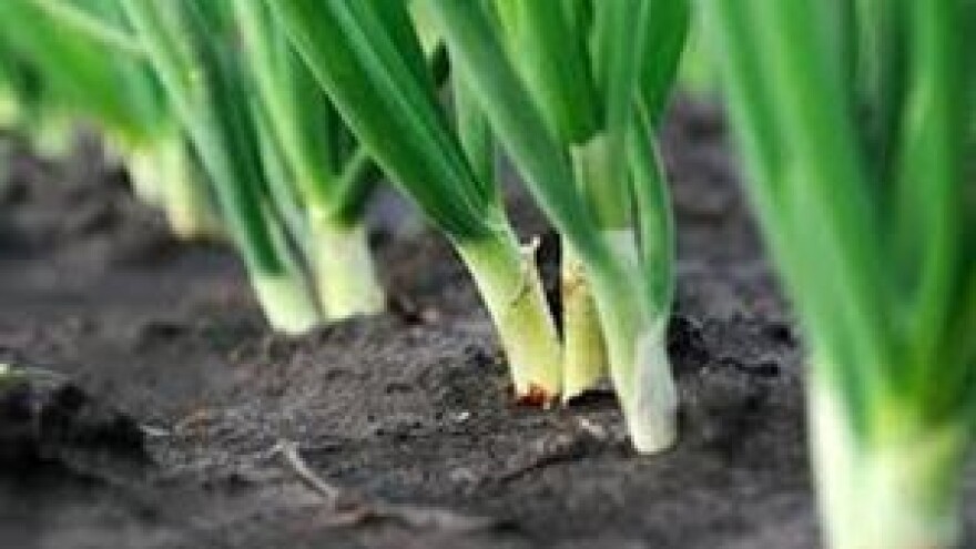 Zaštitite zimski luk od plamenjače i truleži