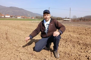 Ninoslav Mišić širi zasad maline polka na predlog svojih berača?