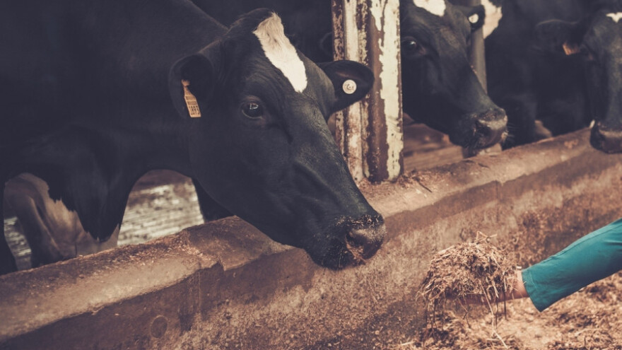 Mladi supružnici Velić lijepo žive od poljoprivede