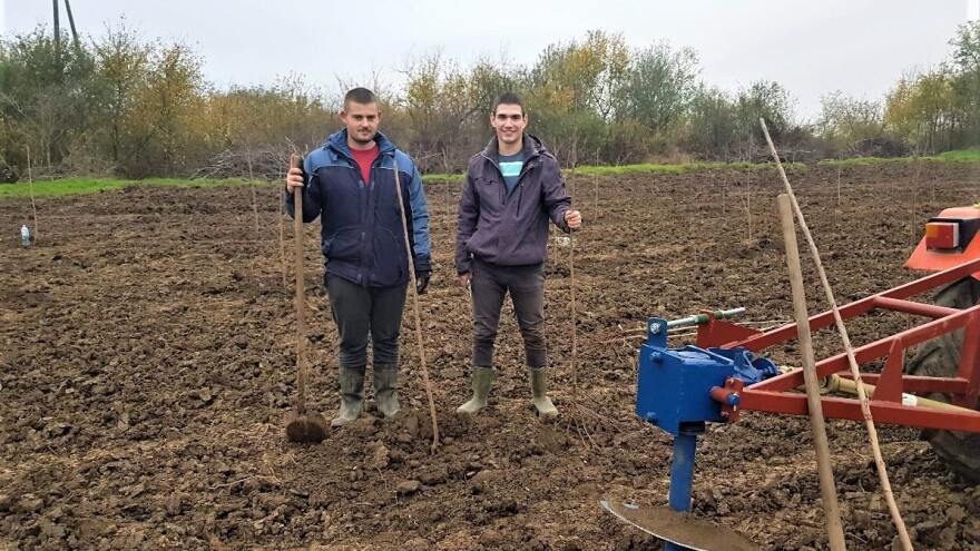 Sadnja trešnje u sred Banata zbog velikog variranja cena žitarica?