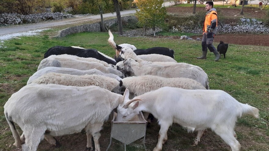 Ima samo 18 godina, ali sebe vidi u stočarstvu i nakon završetka fakulteta