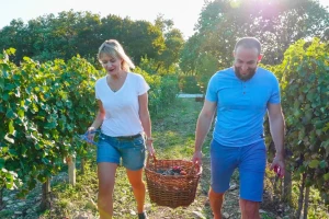 Šta raditi u vinogradu prve godine poslije sadnje?