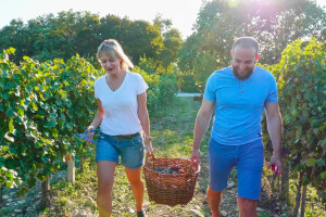 Šta raditi u vinogradu prve godine poslije sadnje?